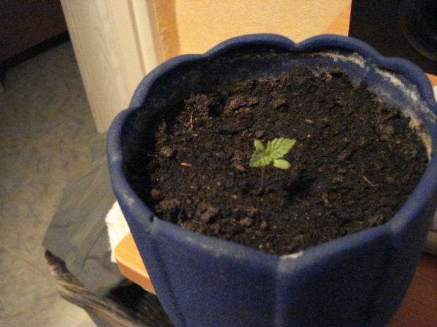roślina 3 dzień