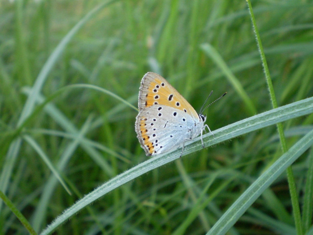 19a. Czerwończyk nieparek - Lycaena dispar ; samiec . Data : 18.08.2007. Miejsce : łąka . Miejscowość : Piaski Wielkopolskie .