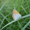 19a. Czerwończyk nieparek - Lycaena dispar ; samiec . Data : 18.08.2007. Miejsce : łąka . Miejscowość : Piaski Wielkopolskie .