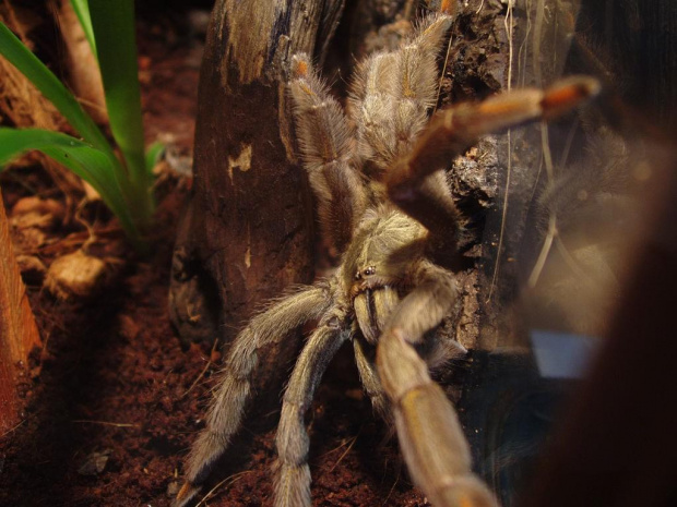 Psalmopoeus Cambridgei L7
