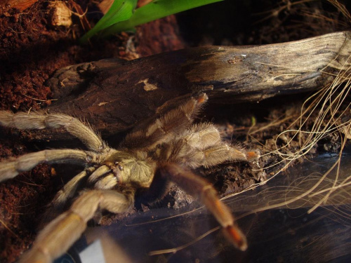 Psalmopoeus Cambridgei L7