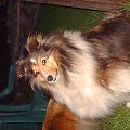 Ch. ASTRA Świetlisty Szlak-matka Lassie :)