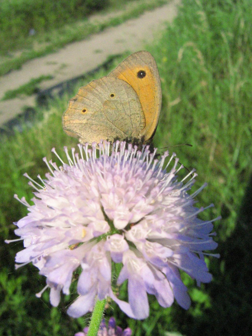 25.06.2007
motyl #motyl #kwiat #przyroda
