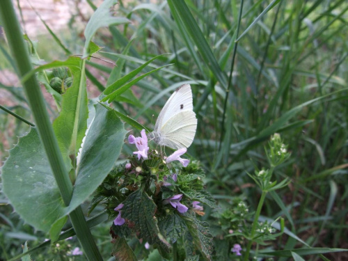 #motyl