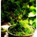 Bonsai #bonsai