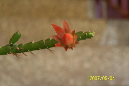 Czy to na pewno kaktus? #dom #kwiaty #kaktus #hobby