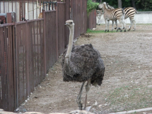 Dalsza część zdjątek z Zoo