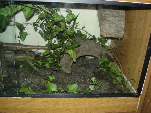 Terrarium cz.1