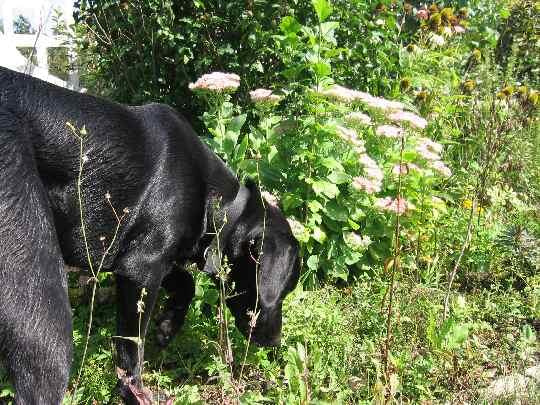 Ostatni dzień wakacji #LabradorPiesMarley