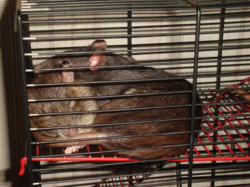 Marie i Zuzia #MarieZuziaSzczurSzczurkiSzczurek