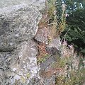 Ambona skalna Samorody #rower #góry #gorce #beskidy #lubań