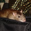Marusia :) #MarieSzczurSzczurkiSzczurek