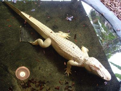 albinotyczny krokodyl #krokodyl