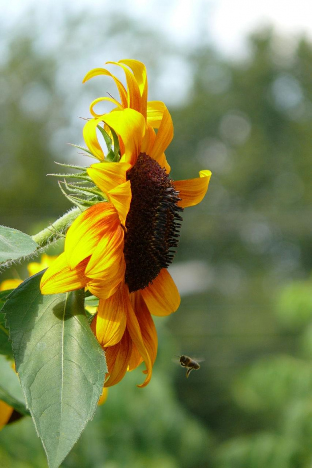 Ostatnie tchnienia lata... #kwiaty #słonecznik #przyroda #pszczoła