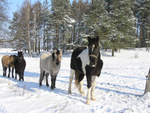 koń, zwierzaki, zwierzęta, ssaki, natura, przyroda, koniki #koń #zwierzaki #zwierzęta #ssaki #natura #przyroda #koniki