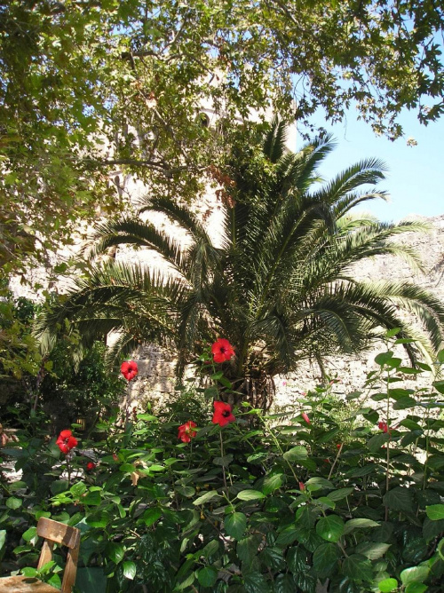 Roślinnosc starego miasta:) #palma #roślinki #Rodos #kwiaty #StareMiasto #egzotyczne