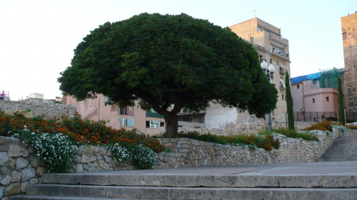 Drzewo w drodze do muzeum archeologicznego #tarragona #drzewo