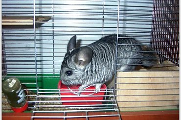 Agresja....ale czy taka agresywna..dla obcych może..już ma prawie 5 lat #Szynszyla