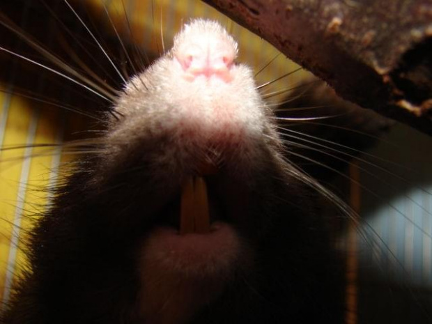 #szczur #ogonek #zwierzęta #natura
