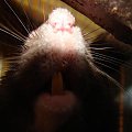 #szczur #ogonek #zwierzęta #natura