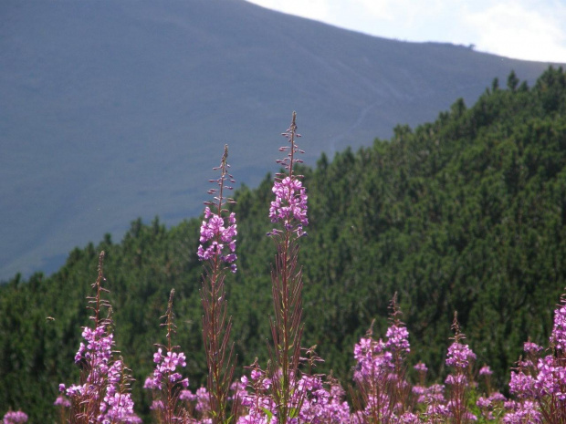 tatry