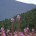 tatry