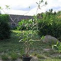 Oleander, okaz pięcioletni, można z niego kilka sadzonek uciąć.Właśnie ma zamiar zakwitnąć. #Oleander #kwiat #roślina #doniczka