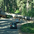 gustowny przejazd pod drzewem upadłym w 1937r. King Canyon & Grand Sequoia NP - Kalifornia #usa #wycieczka