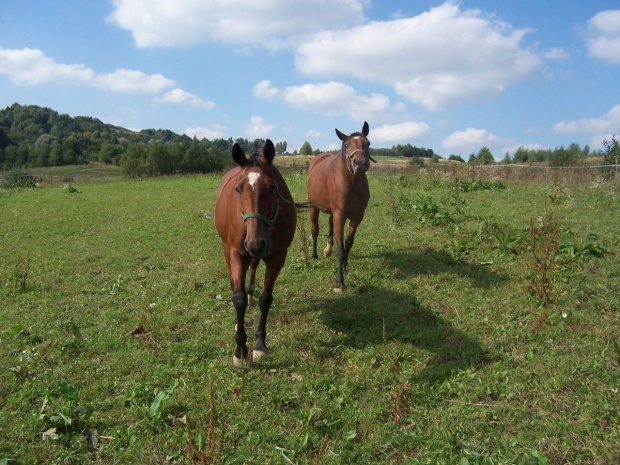 Ciekawskie Vena i Guana. #konie #Dubiecko
