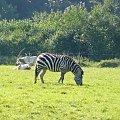 Zebra i antylopy