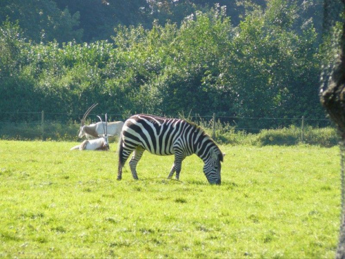 Zebra i antylopy