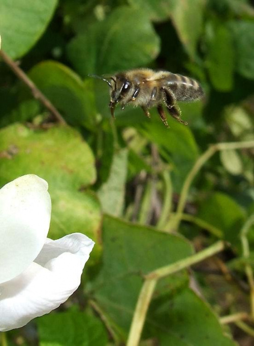 #makro #owady #pszczoła