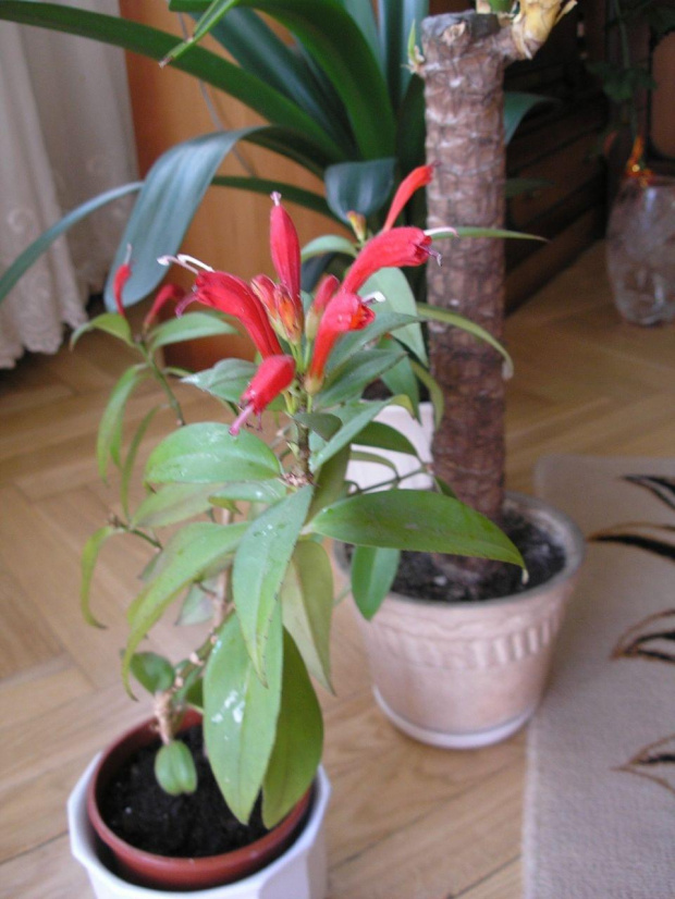 Aeschynanthus