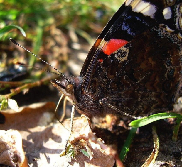 Rusałka admirał (Vanessa atalanta) #motyl #natura #przyroda