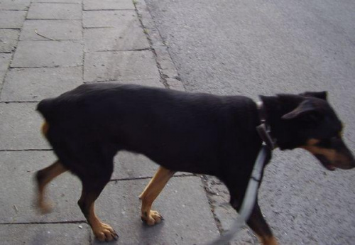 Klarnet, ok. 8-letni mix dobermana (kopiowany krótko ogon), został znaleziony w lutym 2007r., w czasie tygodnia dużych mrozów. Był przemarznięty, chudziutki i ledwie żywy. Takie psie nieszczęście….