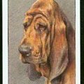 funny bloodhound