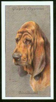 funny bloodhound