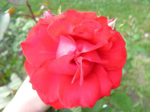 róża parkowa shalom #róża #ogród
