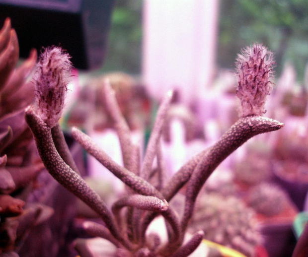 astrophytum caput-medusae 001 #kaktus #kwiat #meksyk #astrophytum #CaputMedusae