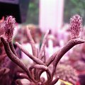 astrophytum caput-medusae 001 #kaktus #kwiat #meksyk #astrophytum #CaputMedusae