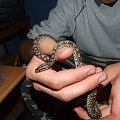 Epicrates cenchria cenchria