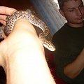 Epicrates cenchria maurus