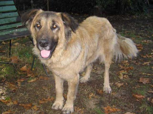 Leonberger, sunia Lenka piękna sunia w typie leonbergera ale strasznie zaniedbana, sama skóra i kości. Po prostu kościotrup. Futerko bardzo brudne.