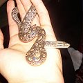 Epicrates cenchria maurus