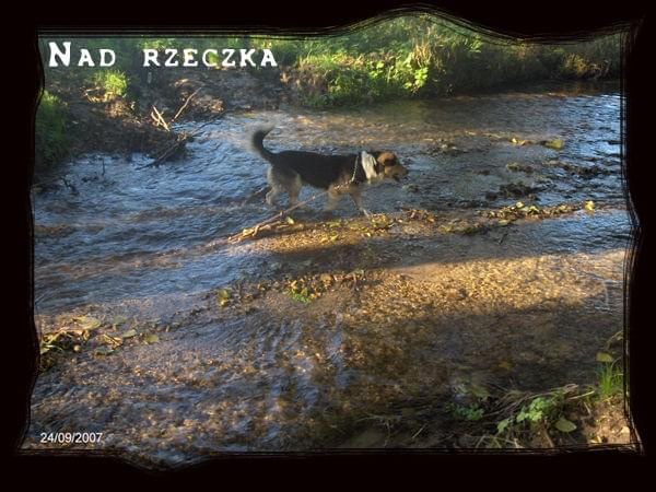 #pies #Pika #kundelek #rzeka #spacer #ściernisko