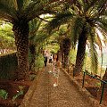 Wyspa Madera, Portugalia, #Madeira #Madejra #Portugalia #palmy