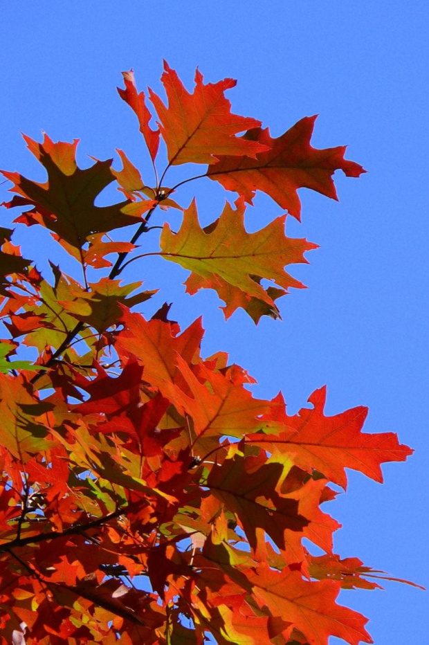 Jesiennie... #dąb #drzewo #jesień #liście #natura #przyroda