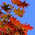 Jesiennie... #dąb #drzewo #jesień #liście #natura #przyroda