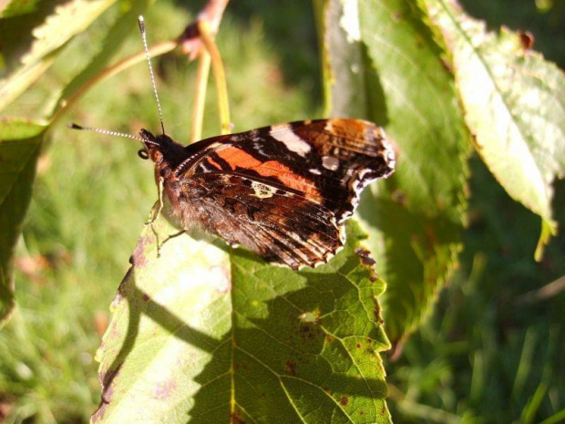 Motylek :) #owady #żyjątka #natura