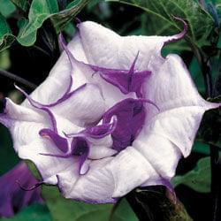 datura2